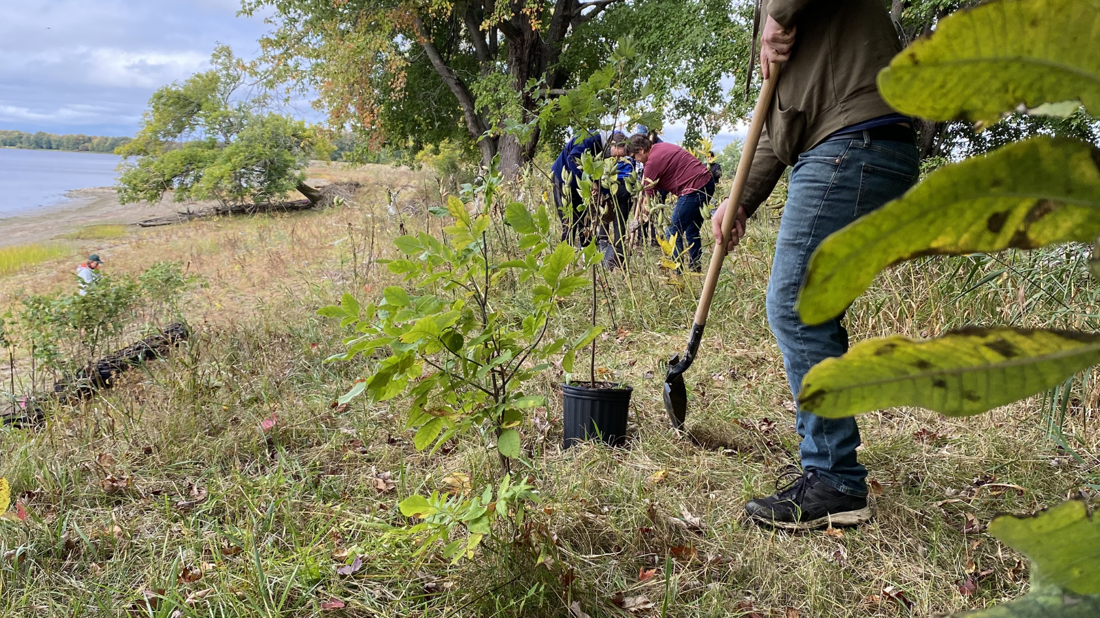 Restoration Planting – Invasive Species Removal at Hyla Park